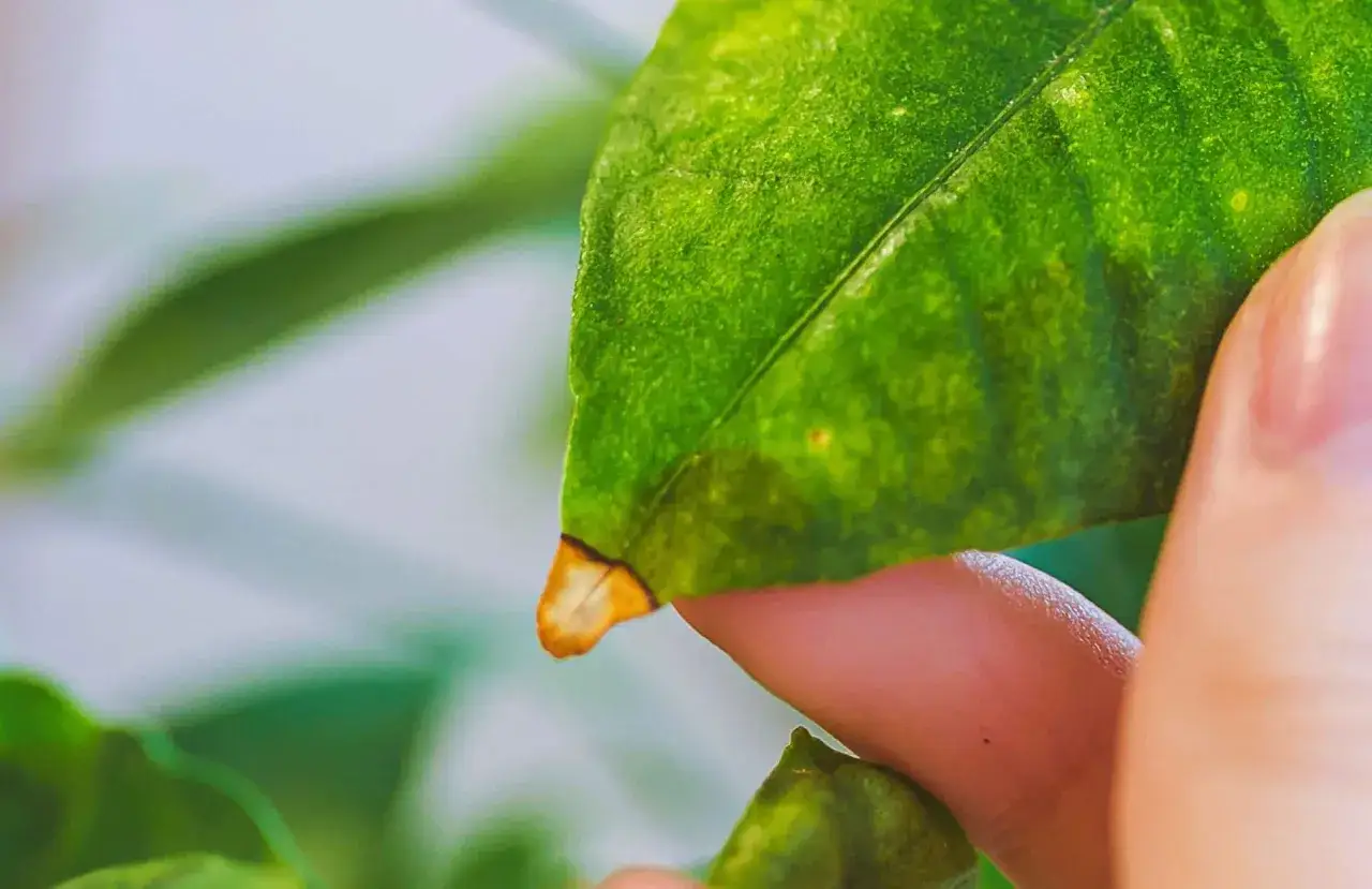 Mon citronnier perd ses feuilles, une feuille verte montre des signes de dessèchement sur le bord, inquiétude pour mon arbre.