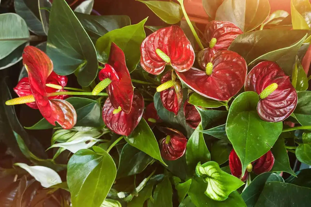 Anthuriums rouges et blancs éclatants, parfaits pour un entretien facile. Leurs spathes brillants et leurs spadices jaunes ajoutent une touche tropicale.
