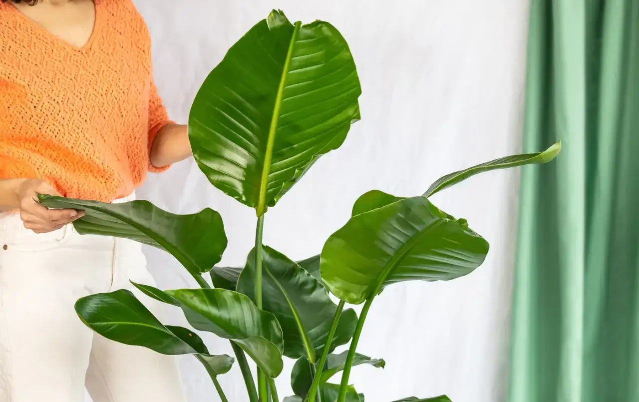 Une personne examine les grandes feuilles vertes d'un oiseau du paradis, sugg&eacute;rant l'entretien de cette plante tropicale.