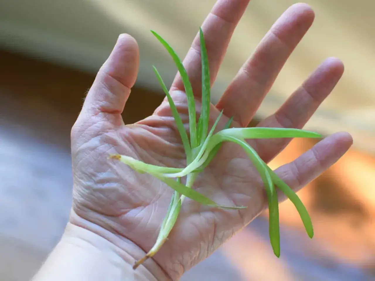 Une main tient délicatement une bouture d'aloe vera, ses feuilles vertes promettant une nouvelle vie.