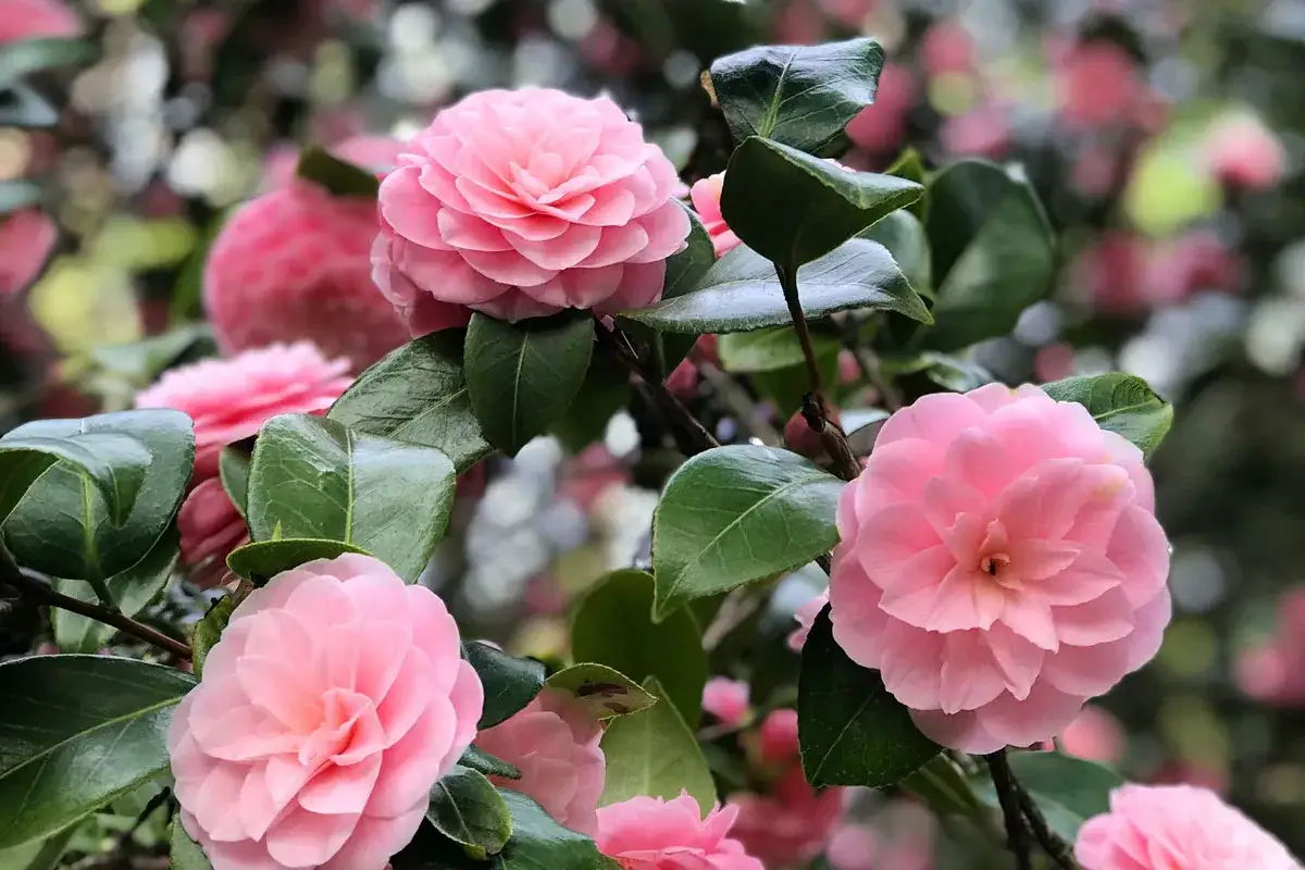 Plusieurs cam&eacute;lias roses &eacute;closent sur une branche, leurs p&eacute;tales d&eacute;licats formant des rosettes parfaites. Un cam&eacute;lia en pot, pr&ecirc;t &agrave; embellir un jardin.