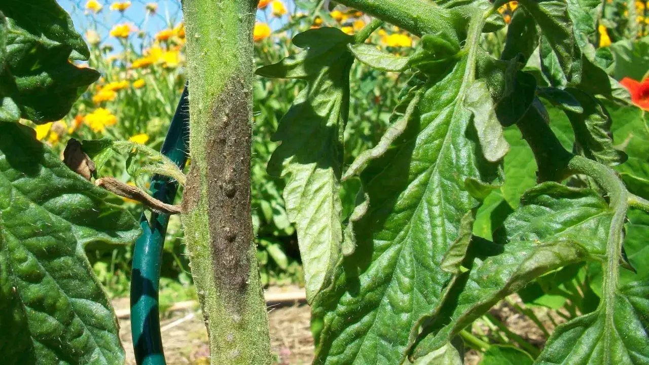 Tige de tomate atteinte de mildiou, avec des taches sombres et des feuilles recroquevill&eacute;es. Le jardin en arri&egrave;re-plan est ensoleill&eacute;.