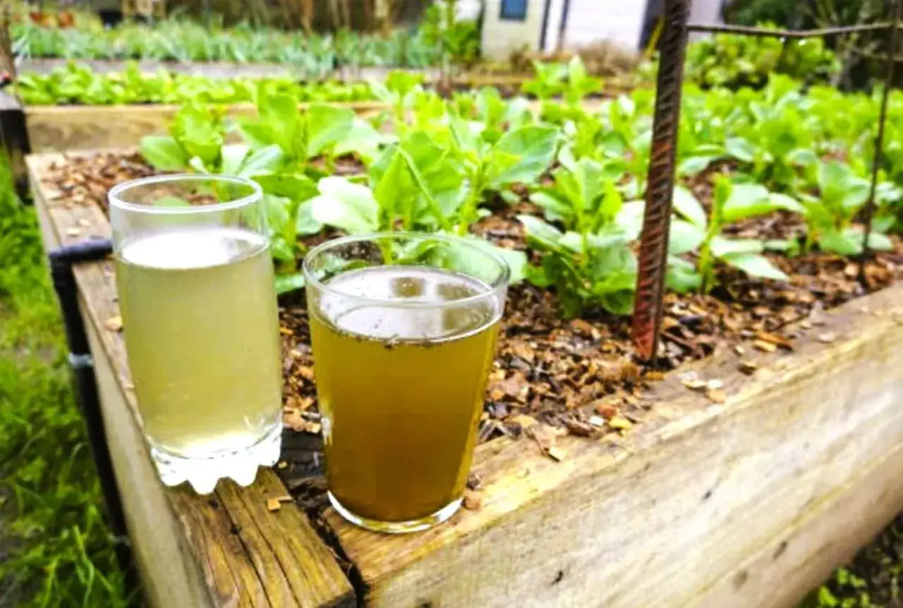Deux verres de liquide, l'un clair, l'autre plus foncé, reposent sur un bord de potager. Le liquide foncé est du purin de consoude, prêt à nourrir les jeunes pousses vertes.
