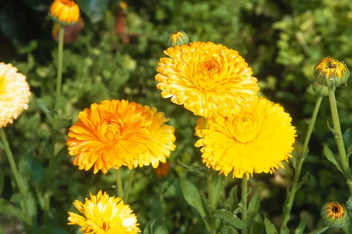 Des soucis fleur aux couleurs vives illuminent le jardin, leurs p&eacute;tales d'un jaune &eacute;clatant capturant la lumi&egrave;re du soleil.