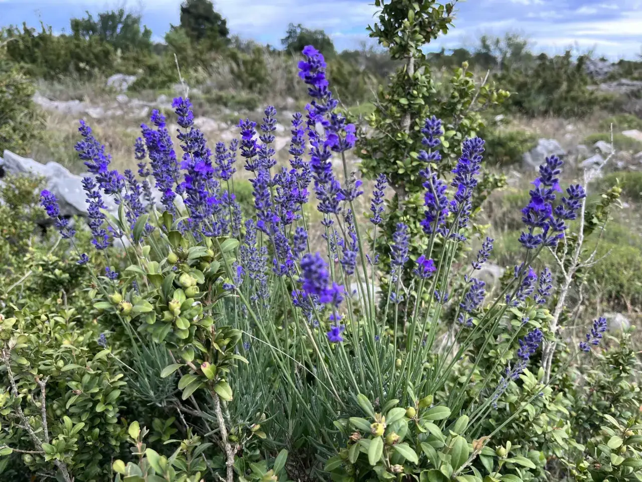 Fleurs de lavande et lavandin sauvages, offrant un aper&ccedil;u de la diff&eacute;rence entre lavande et lavandin dans un paysage rocheux.