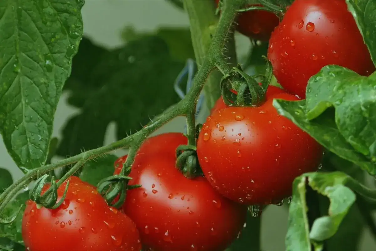 Tomates rouges et juteuses sur pied, couvertes de gouttes d'eau. Id&eacute;al pour savoir comment faire rougir les tomates sur pied.