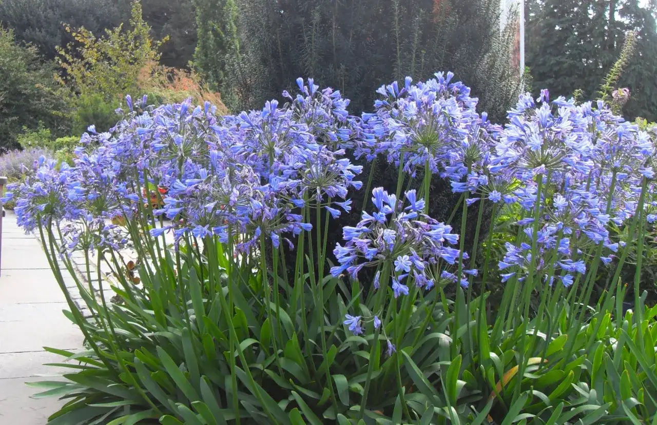 Un massif d'agapanthes en pleine terre, leurs ombelles bleues éclatantes se dressent fièrement au-dessus de leurs longues feuilles vertes.