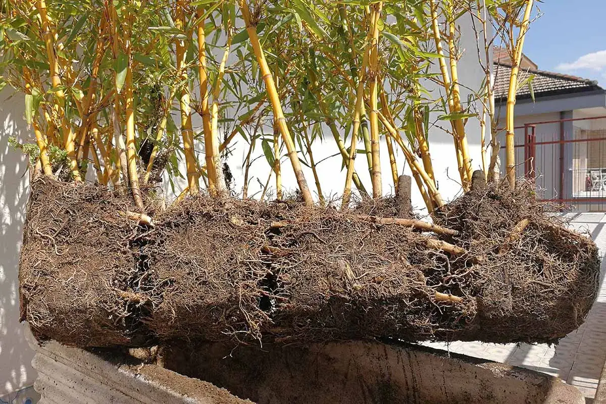 Gros plan sur les racines d'une bouture de bambou, montrant un syst&egrave;me racinaire dense et sain pr&ecirc;t &agrave; &ecirc;tre replant&eacute;.