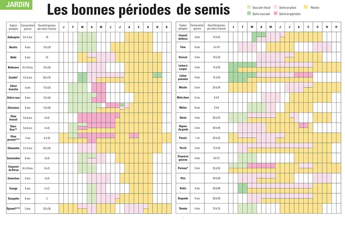 Calendrier des semis et récoltes de légumes de saison en France, idéal pour le mois de septembre.