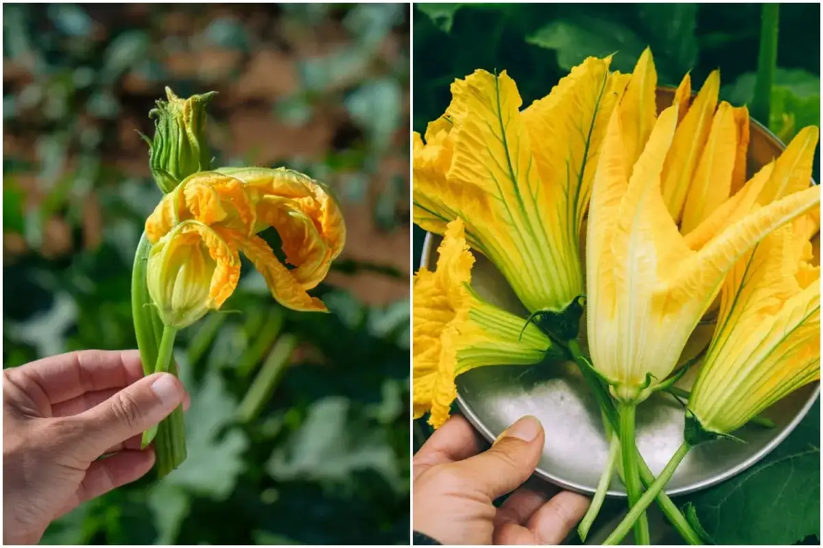 Gros plan sur une fleur de courgette m&acirc;le, d'un jaune &eacute;clatant, tenue dans une main. Une autre image montre plusieurs fleurs de courgette m&acirc;le sur une assiette.