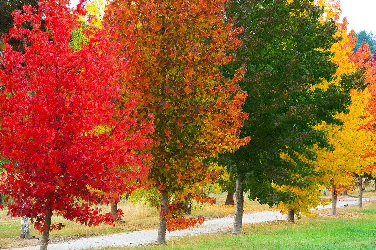 Un arbre liquidambar flamboyant de rouge, entouré d'autres arbres aux couleurs d'automne vives, sur un chemin de gravier.
