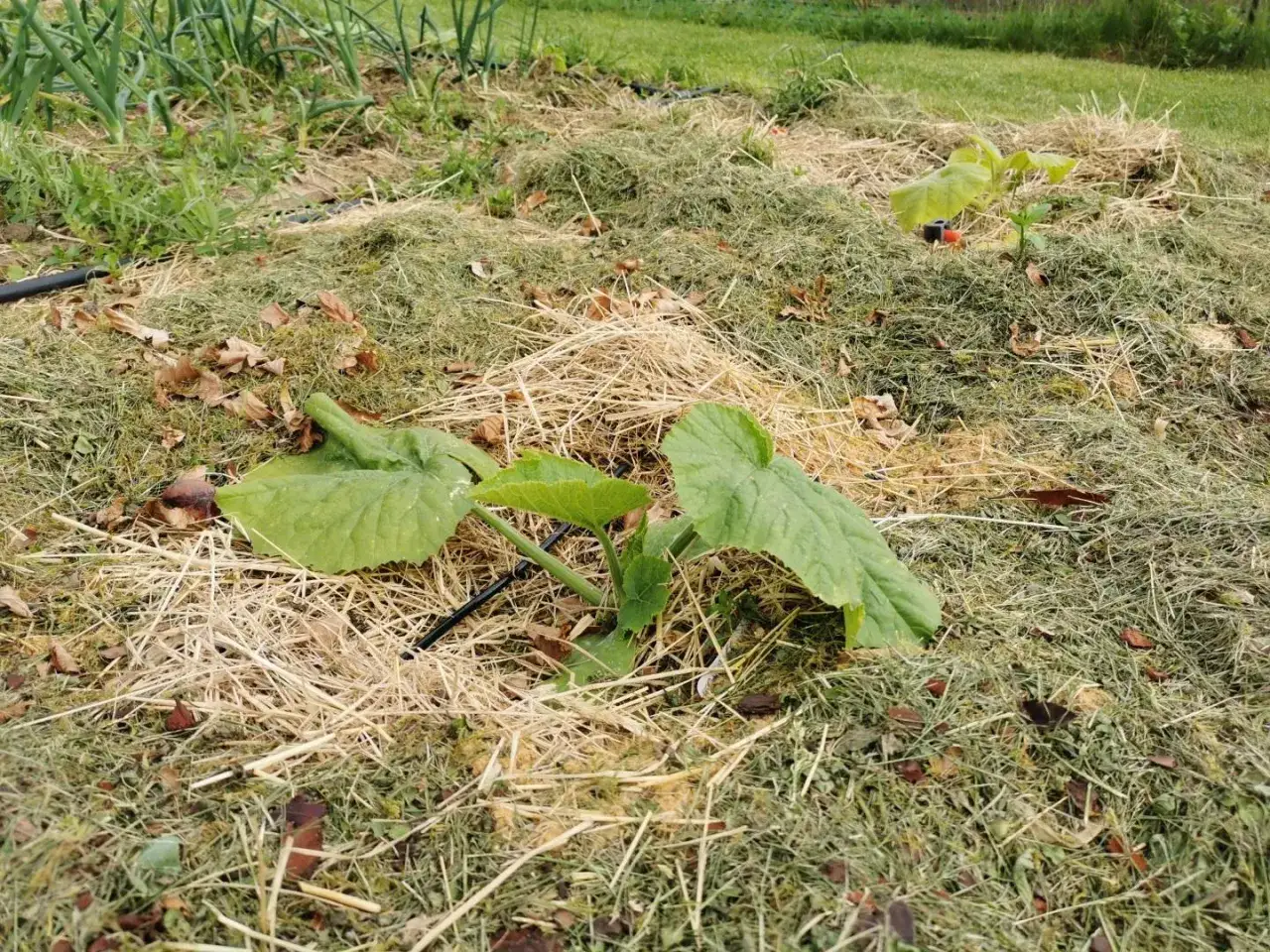 Jeunes plants dans un potager en permaculture, paill&eacute;s de foin et de tonte de gazon.