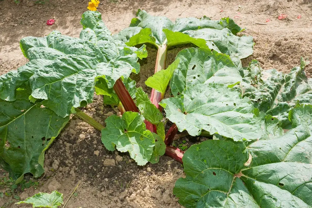 Rhubarbe prête à être cueillie, ses tiges rouges et ses grandes feuilles vertes annoncent le printemps.