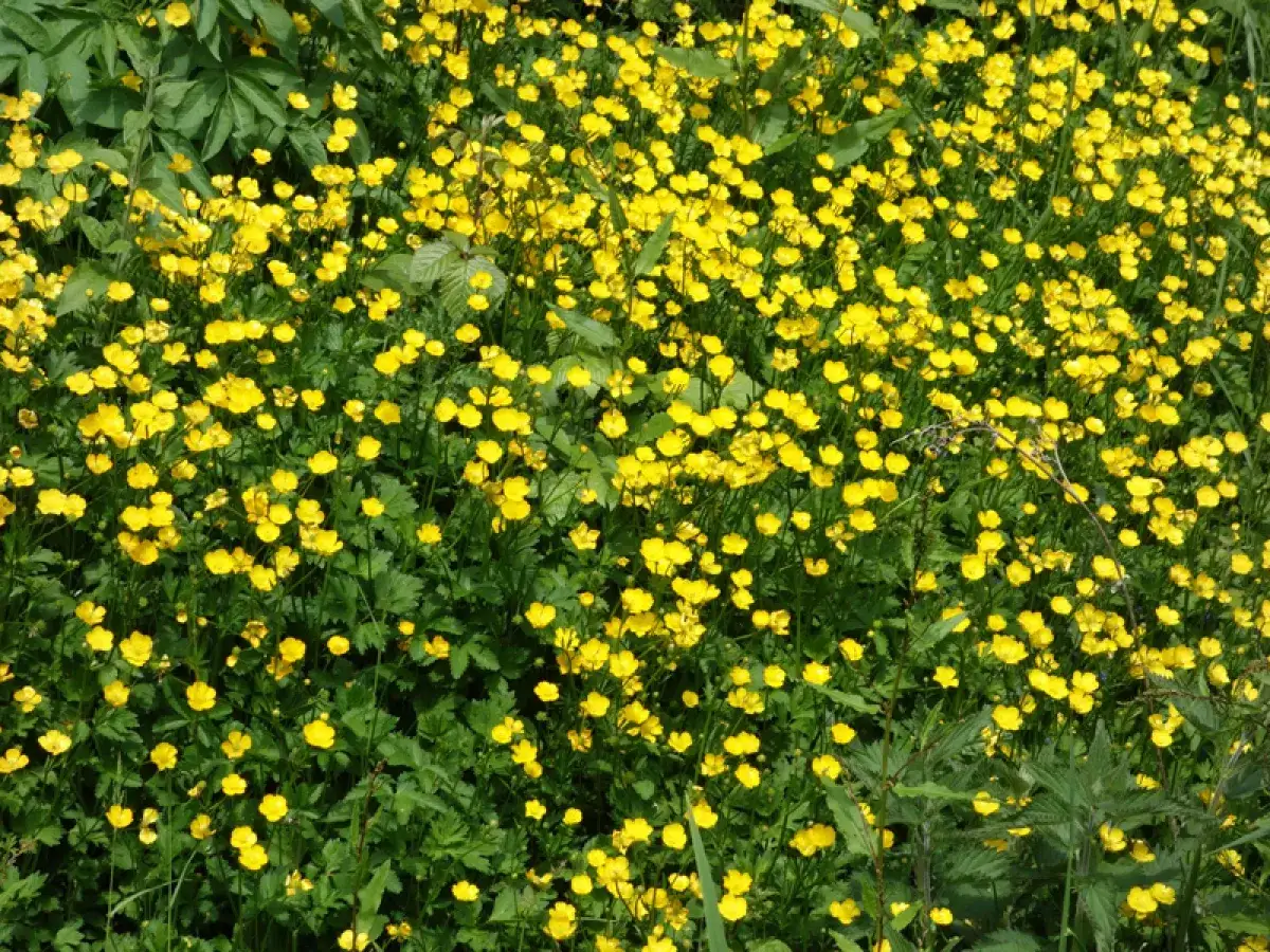 Un champ de bouton d'or éclatant de jaune vif, parsemé de feuilles vertes luxuriantes.