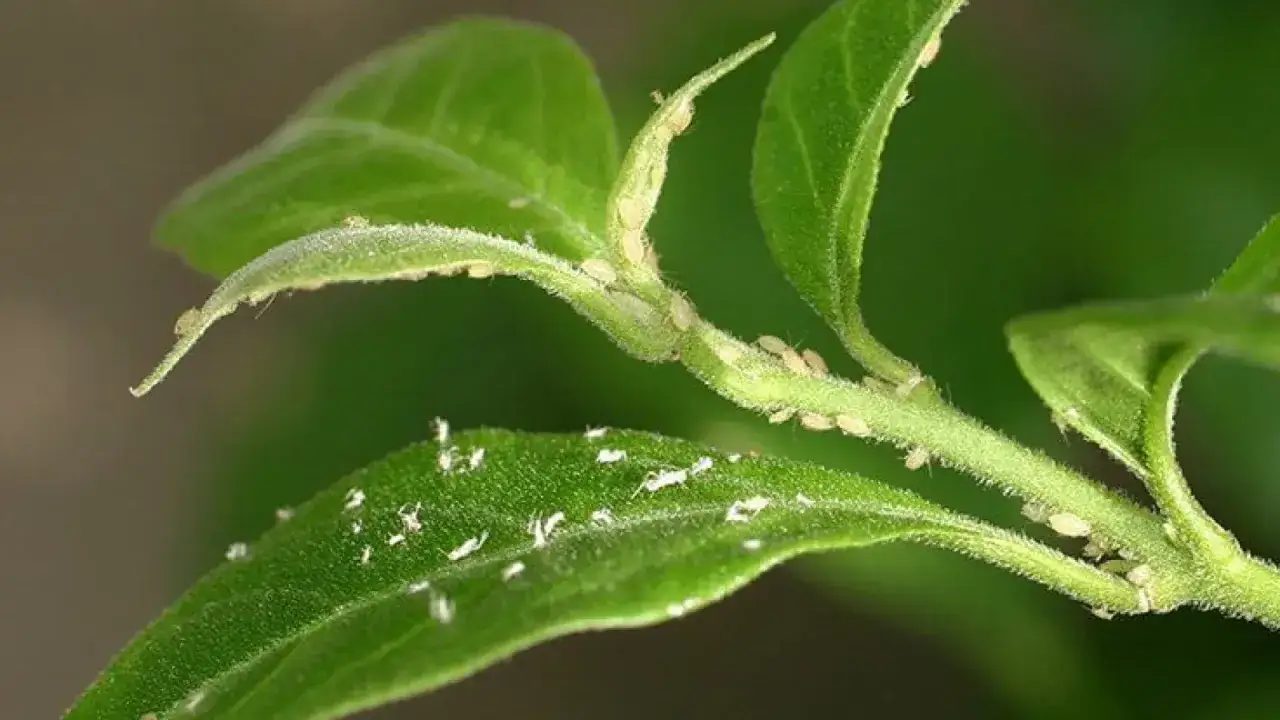 Une invasion de pucerons blancs sur une tige et des feuilles vertes. Ces petits insectes se nourrissent de la sève de la plante.