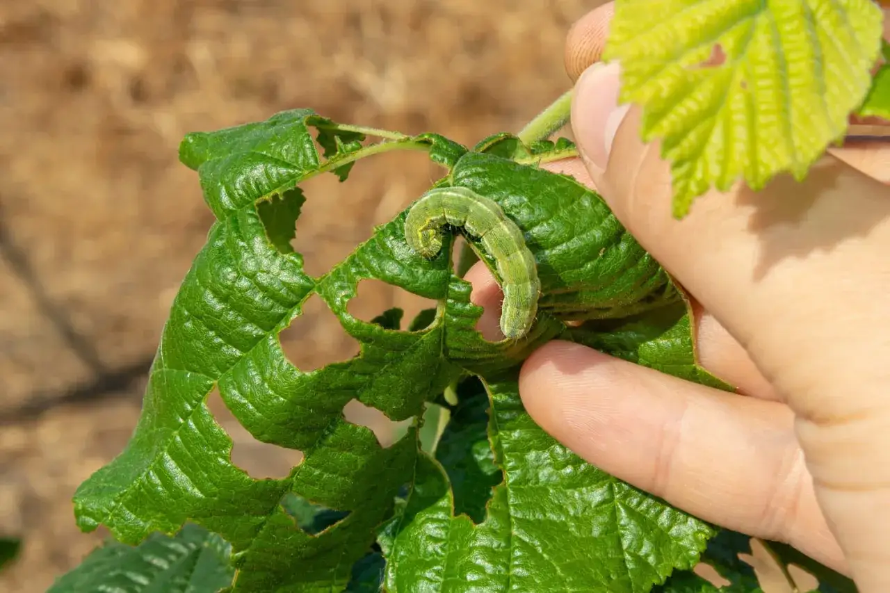 Une chenille verte se tortille sur une feuille dévorée. Une main la tient délicatement.