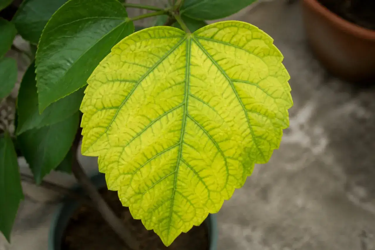 Gros plan sur une feuille d'hibiscus aux teintes jaunes, révélant ses nervures vertes. D'autres feuilles vertes sont visibles à gauche.