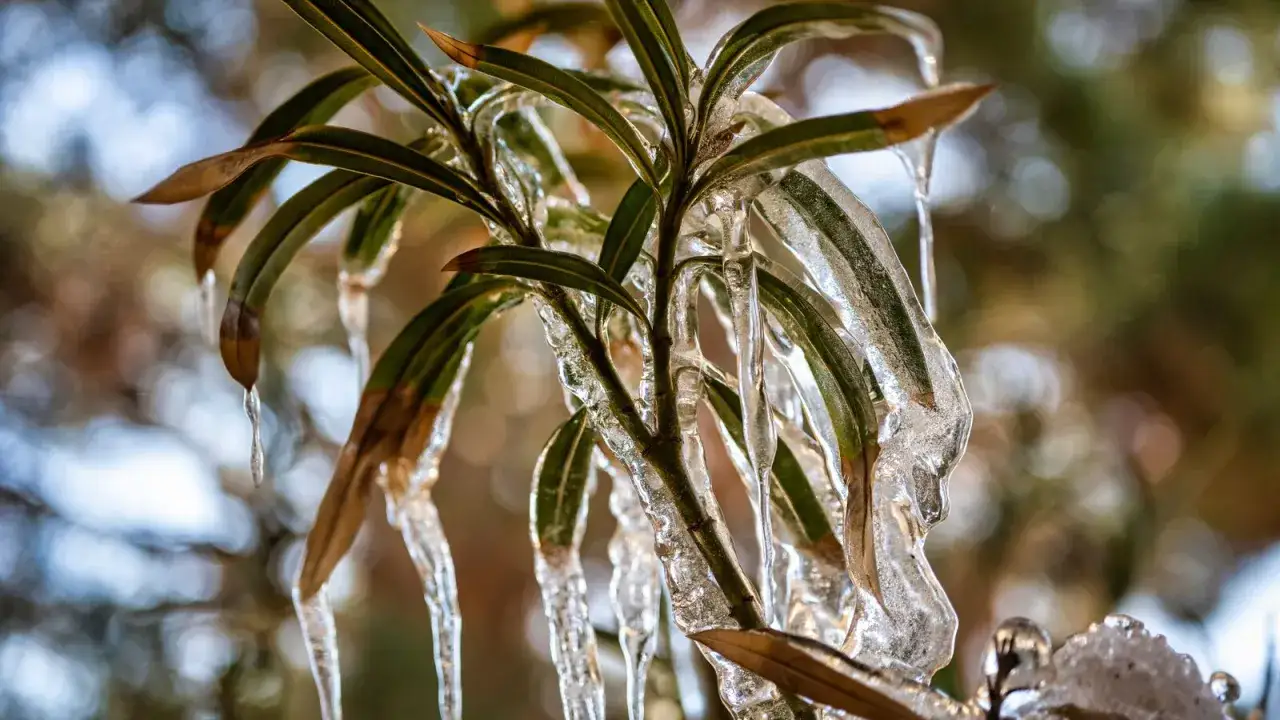Glace sur les feuilles d'un laurier rose en hiver, formant des stalactites transparentes.