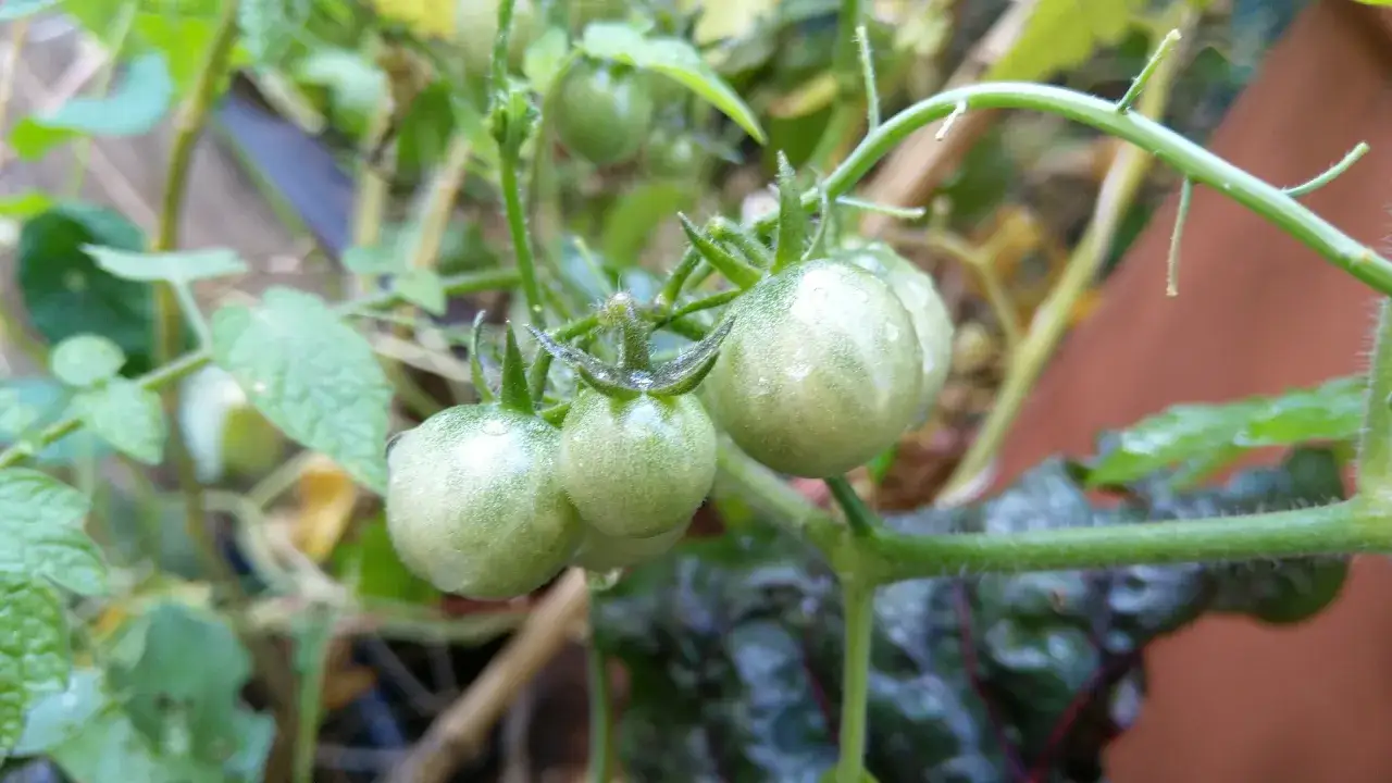 Grappes de tomates vertes, petites et rondes, sur une tige. Un jardinier se demande pourquoi mes tomates ne grossissent pas.