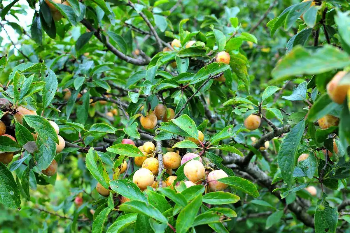 Mirabellier chargé de fruits, certains montrant des signes de maladie, avec des feuilles vertes luxuriantes.