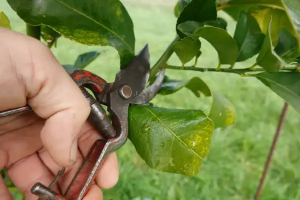 Main d'un jardinier utilisant un sécateur pour la taille d'un citronnier.