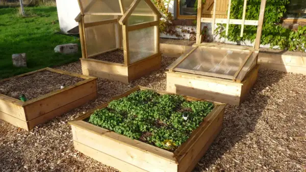 Un espace aménagé pour faire un potager avec des bacs en bois, certains couverts de paillis, d'autres de jeunes pousses vertes.
