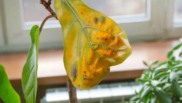 Une feuille de figuier jaunie et tachée, symbole d'un soin à réajuster pour cette plante d'intérieur.