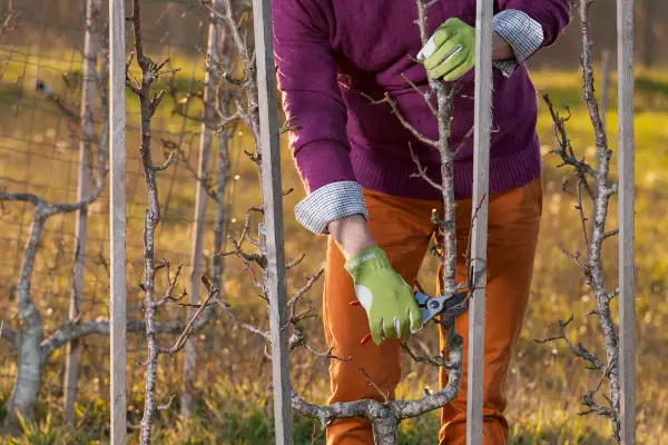 Jardinier en gants verts taillant un poirier palissé. La taille poirier est essentielle pour une bonne fructification.