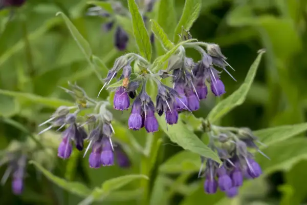 Grappes de fleurs violettes de consoude, prêtes à être transformées en purin de consoude pour le jardin.
