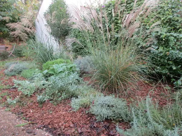 Un jardin avec des graminées aux plumes rosées et des plantes grises argentées, parfaites plantes résistantes sécheresse, sur un lit d'écorces.