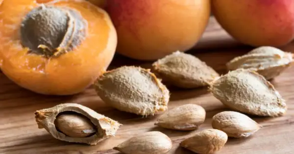Noyaux d'abricots, certains ouverts révélant la graine, prêts à planter pour faire pousser de nouveaux arbres.
