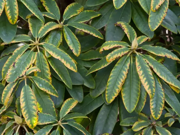Feuilles de rhododendron atteintes de jaunissement et de nécrose, symptômes de maladie.