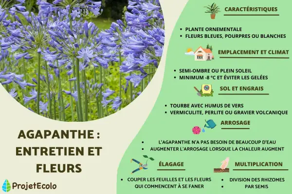 Gros plan sur des agapanthes bleues. Le texte indique quand couper les fleurs d'agapanthe fanées pour un entretien optimal.