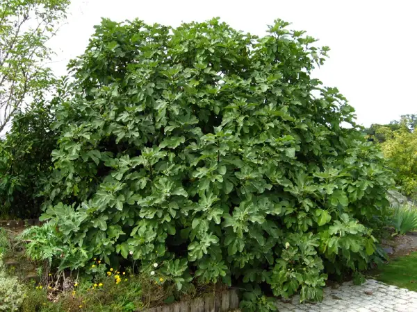 Un majestueux figuier arbre, couvert de feuilles vertes et de quelques figues naissantes, trône dans un jardin fleuri.