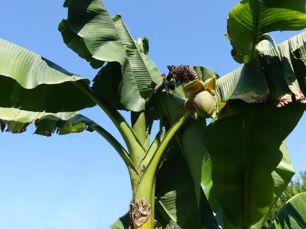 Gros bananier extérieur avec de grandes feuilles vertes et une fleur de bananier naissante sous un ciel bleu clair.