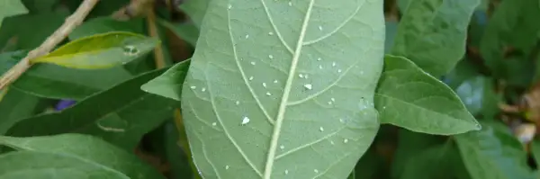 Feuille verte couverte de minuscules pucerons blancs.