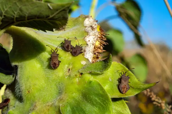Plusieurs punaises du chou, brunâtres et velues, se promènent sur une feuille verte et duveteuse.