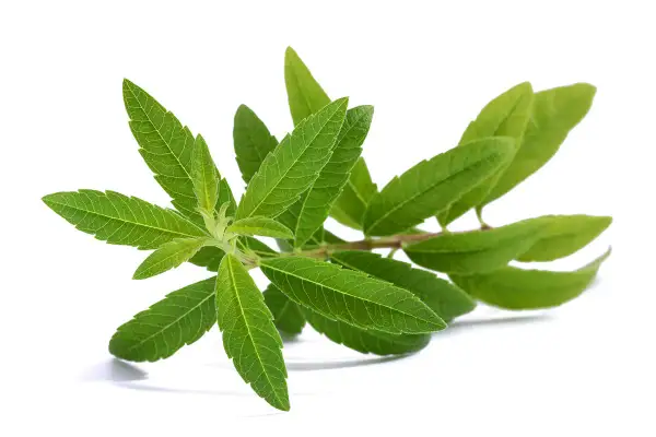 Une branche de verveine citronnelle aux feuilles vertes vives, parfaite quand ramasser la verveine pour la faire sécher.