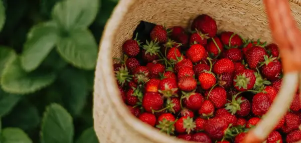 Panier rempli de fraises rouges et juteuses, prêtes pour l'entretien fraisier. Les feuilles vertes des plants de fraises sont visibles en arrière-plan.