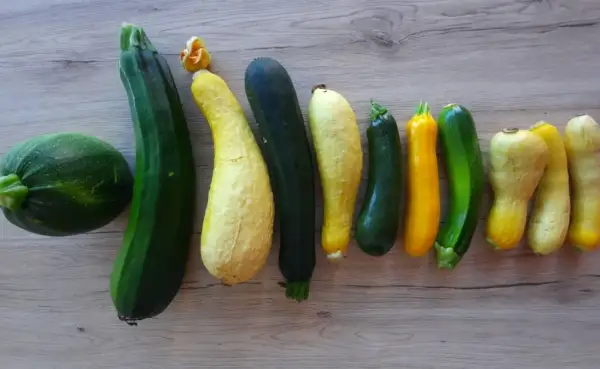 Une belle variété de courgettes, rondes, longues, vertes et jaunes, alignées sur un fond en bois.