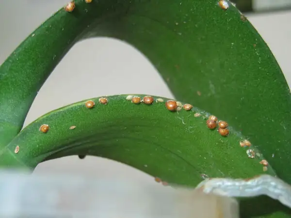 Feuilles vertes d'une plante envahies par des cochenilles. Voici comment se débarrasser des cochenilles pour sauver votre plante.