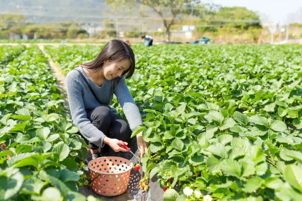 Une femme récolte des fraises dans un champ. Le moment idéal pour savoir quand planter fraisier est au printemps ou à l'automne.