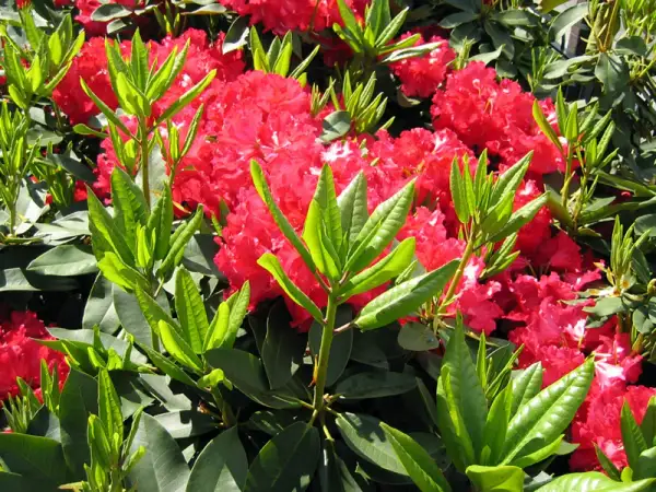 Magnifique exposition de rhododendrons aux fleurs rouges éclatantes et au feuillage vert luxuriant.