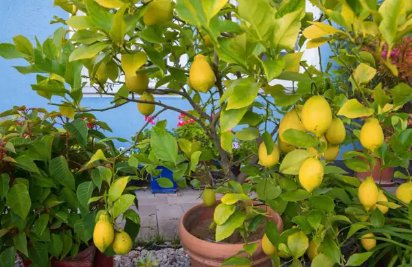 Un citronnier chargé de fruits jaunes dans un pot. Il est temps de savoir quand rempoter un citronnier pour qu'il continue de prospérer.