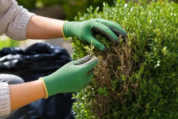 Mains gantées vertes retirant des branches mortes d'un buis, signe de la pyrale du buis.