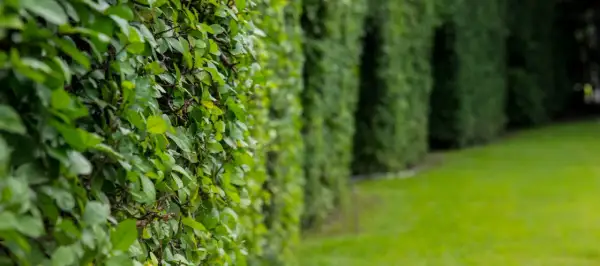 Une haie vive luxuriante borde une pelouse verte. Les feuilles denses créent un mur végétal naturel, invitant à la promenade.