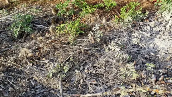 Terre recouverte de brindilles sèches, de feuilles mortes et d'une fine couche de cendre dans un jardin. Des pousses vertes émergent timidement.