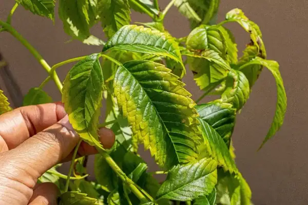 Une main examine des feuilles de framboisier jaunies, signe d'un ennemi du basilic qui attaque la plante.