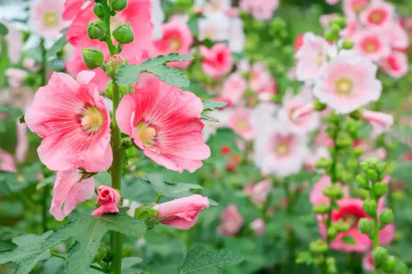 Fleurs roses de **hibiscus syriacus** épanouies, avec des bourgeons verts sur la tige.