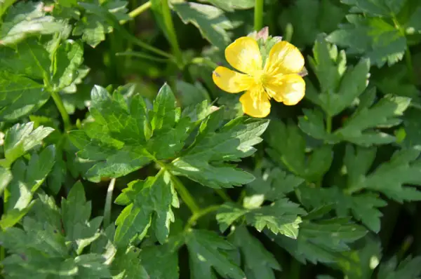 Un petit bouton d'or jaune brille au milieu de feuilles vertes luxuriantes.